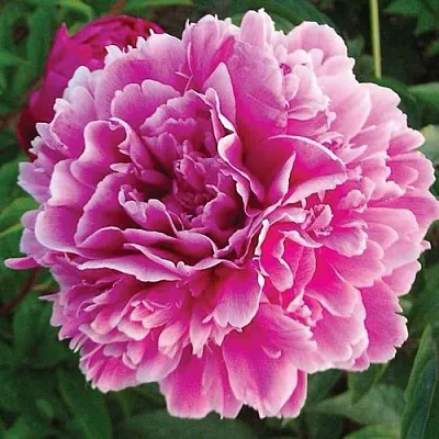 Пион ПУРПУРНАЯ ФЕЕРИЯ травянистый  Пион ПУРПУРНАЯ ФЕЕРИЯ травянистый в Владивостоке