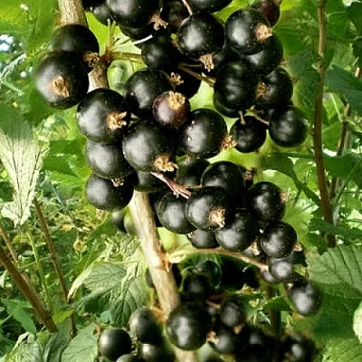 Смородина черная БЕН ТИРЕН  Смородина черная БЕН ТИРЕН в Владивостоке