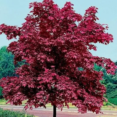 Клен КРИМСОН КИНГ остролистный  Клен КРИМСОН КИНГ остролистный в Владивостоке