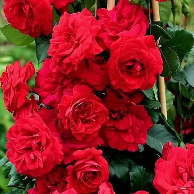 Саженцы роз АМАДЕУС плетистая  Саженцы роз АМАДЕУС плетистая в Владивостоке