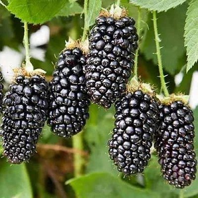 Ежевика КАРАКА БЛЭК  Ежевика КАРАКА БЛЭК в Владивостоке