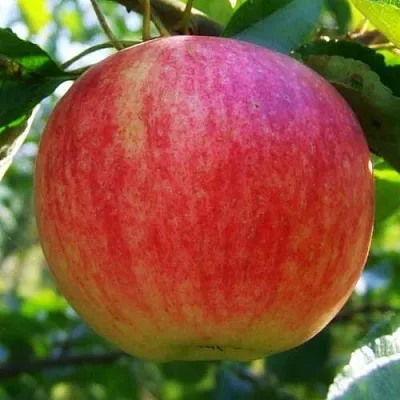 Яблоня ШТРИФЕЛЬ  Яблоня Штрифель (Штрейфлинг или Осеннее полосатое) в Владивостоке