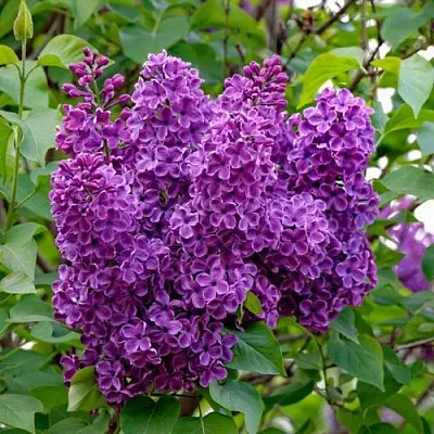 Сирень СУМЕРКИ в Владивостоке