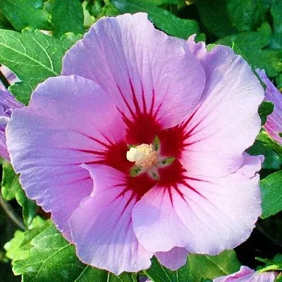 Гибискус ПИНК ФЛИРТ сирийский  Гибискус ПИНК ФЛИРТ сирийский в Владивостоке