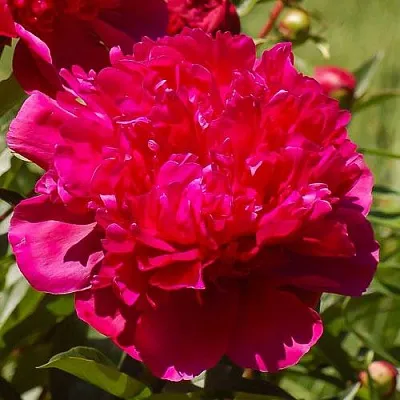 Пион БИГ БЕН травянистый  Пион БИГ БЕН травянистый в Владивостоке