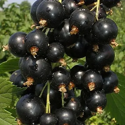 Смородина черная ИСКУШЕНИЕ  Смородина черная ИСКУШЕНИЕ в Владивостоке