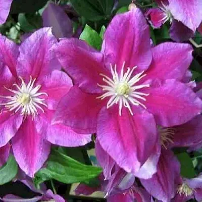 Клематис ХАНИЯ  Клематис ХАНИЯ в Владивостоке