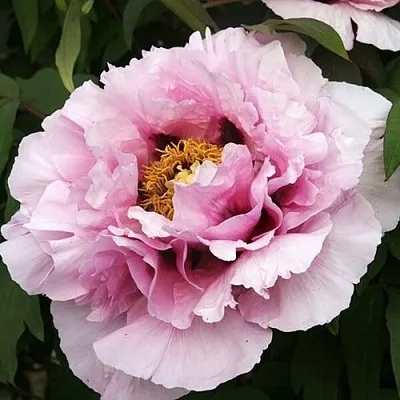 Пион РОЗОВАЯ РЕКА древовидный в Владивостоке