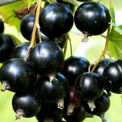 Смородина чёрная СОКРОВИЩЕ  Смородина чёрная СОКРОВИЩЕ в Владивостоке