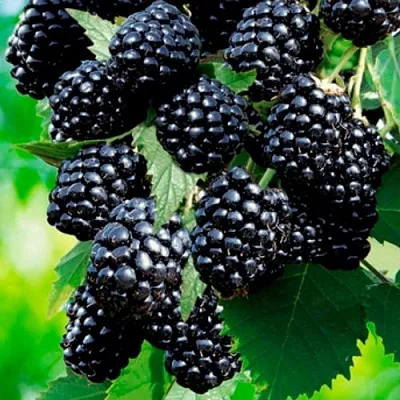 Ежевика ЛОХТЕЙ бесшипная  Ежевика ЛОХТЕЙ бесшипная в Владивостоке