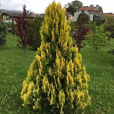 Туя ЕЛЛОУ РИББОН западная  Туя ЕЛЛОУ РИББОН западная в Владивостоке