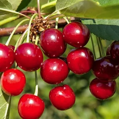 Вишня ЛЮБСКАЯ  Вишня ЛЮБСКАЯ в Владивостоке