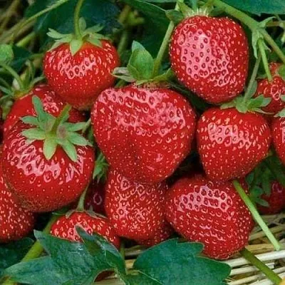 Клубника СЕЛЬВА ремонтантная  Клубника СЕЛЬВА ремонтантная в Владивостоке