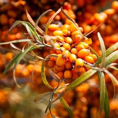 Облепиха ФИНСКАЯ в Владивостоке