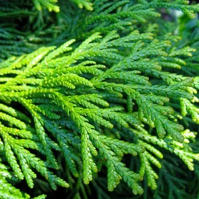 Туевик в Владивостоке