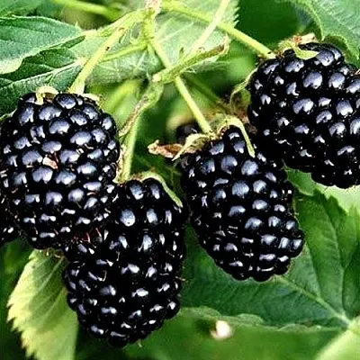 Ежевика ПРАЙМ АРК ТРЕВЕЛЕР ремонтантная  Ежевика ПРАЙМ АРК ТРЕВЕЛЕР ремонтантная в Владивостоке