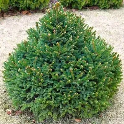 Ель БАРРИ обыкновенная в Владивостоке