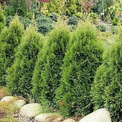 Туя СМАРАГД ВИТБОНТ западная  Туя СМАРАГД ВИТБОНТ западная в Владивостоке