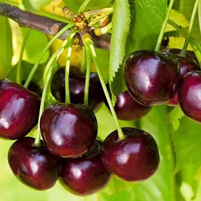 Черешня ИПУТЬ  Черешня ИПУТЬ в Владивостоке