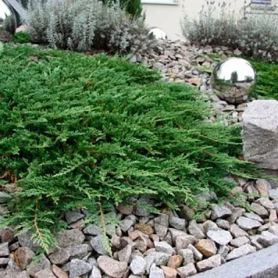 Можжевельник ПРИНЦ ОФ УЭЛЬС горизонтальный в Владивостоке