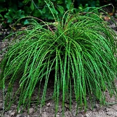 Туя ВИПКОРД складчатая  Туя ВИПКОРД складчатая в Владивостоке