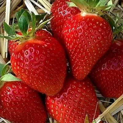 Клубника СИБИЛЛА  Клубника СИБИЛЛА в Владивостоке