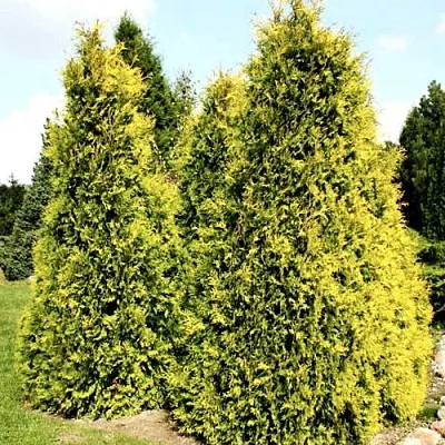 Туя САЛЛАНД западная  Туя САЛЛАНД западная в Владивостоке