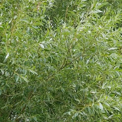 Ива ВИТЕЛЛИНА белая   Ива ВИТЕЛЛИНА белая  в Владивостоке