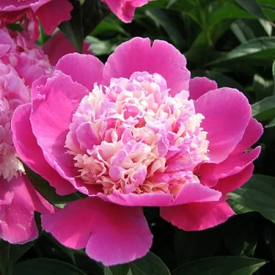 Пион КОРА СТАББС травянистый  Пион КОРА СТАББС травянистый в Владивостоке