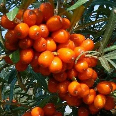 Облепиха ПЛАМЕННАЯ в Владивостоке