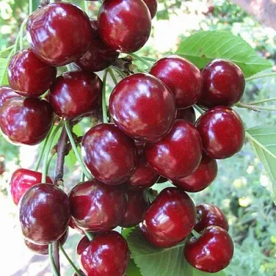 Черешня ОДРИНКА  Черешня ОДРИНКА в Владивостоке