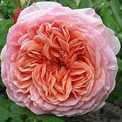 Саженцы роз АБРАХАМ ДЕРБИ английская  Саженцы роз АБРАХАМ ДЕРБИ английская в Владивостоке