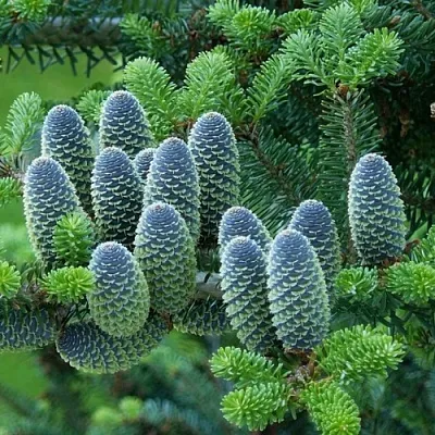 Пихта в Владивостоке