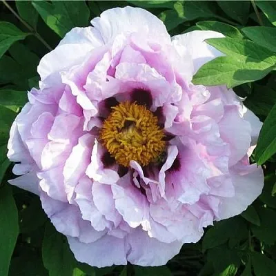 Пион СИНИЙ САПФИР древовидный в Владивостоке