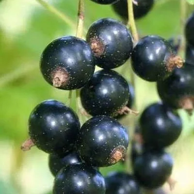 Смородина черная СТРЕЛЕЦ  Смородина черная СТРЕЛЕЦ в Владивостоке