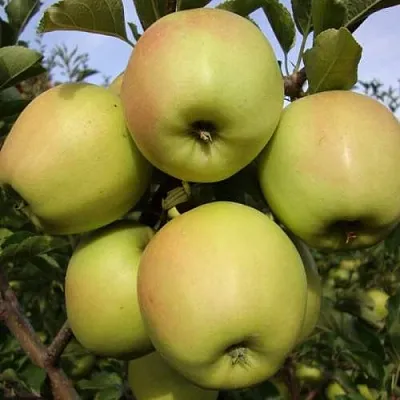Яблоня СКИФСКОЕ ЗОЛОТО  Яблоня СКИФСКОЕ ЗОЛОТО в Владивостоке