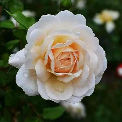 Саженцы роз КРОКУС РОУЗ английская  Саженцы роз КРОКУС РОУЗ английская в Владивостоке