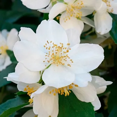 Жасмин ЮСТИНКА  Жасмин ЮСТИНКА в Владивостоке