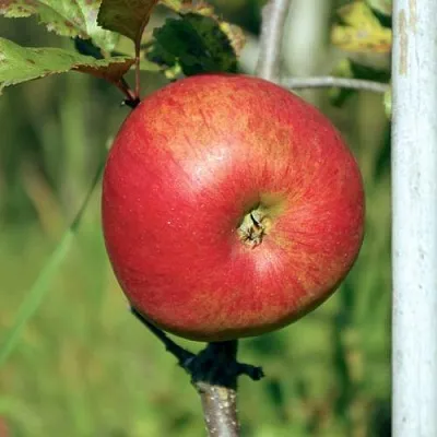 Яблоня ДЫЯМЕНТ  Яблоня ДЫЯМЕНТ в Владивостоке