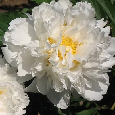 Пион БОУЛ ОФ КРИМ травянистый  Пион БОУЛ ОФ КРИМ травянистый в Владивостоке