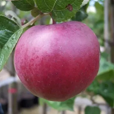 Яблоня НОРИС  Яблоня НОРИС в Владивостоке