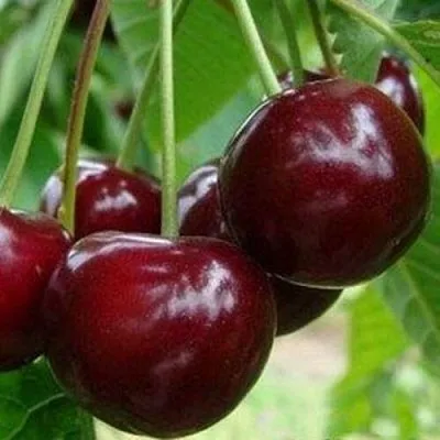 Вишня МИЛАВИЦА  Вишня МИЛАВИЦА в Владивостоке