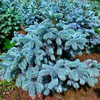 Ель СУПЕР БЛЮ СИДЛИНГ колючая в Владивостоке