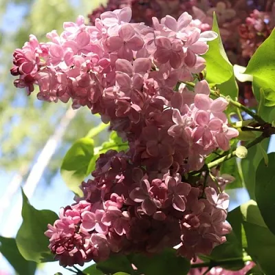 Сирень МЕДОВЫЙ СПАС в Владивостоке