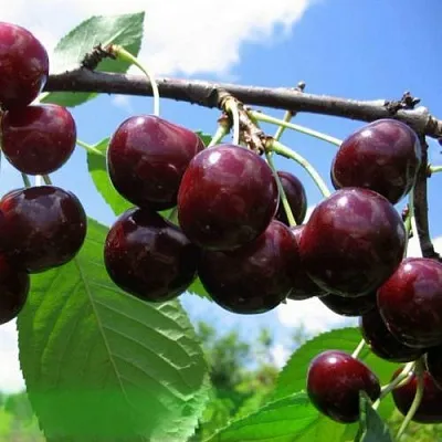 Дюк ЧУДО-ВИШНЯ  Дюк ЧУДО-ВИШНЯ в Владивостоке