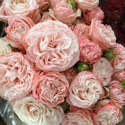 Саженцы роз МАДАМ БОМБАСТИК спрей  Саженцы роз МАДАМ БОМБАСТИК спрей в Владивостоке