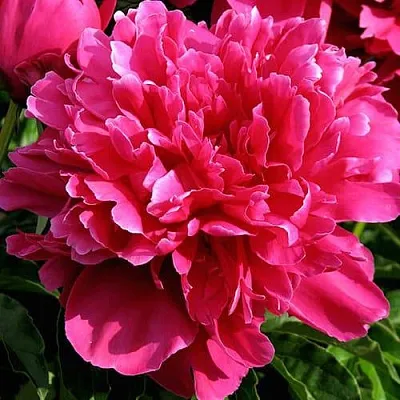 Пион ВИКТУАР ДЕ ЛА МАРН травянистый  Пион ВИКТУАР ДЕ ЛА МАРН травянистый в Владивостоке