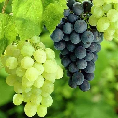 Столовый  Столовый в Владивостоке