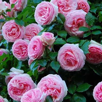 Саженцы роз ПЬЕР ДЕ РОНСАР плетистая  Саженцы роз ПЬЕР ДЕ РОНСАР плетистая в Владивостоке