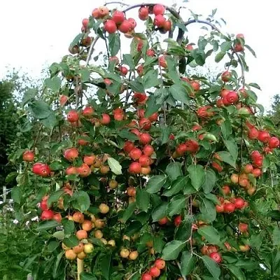 Яблоня ХЮВИНГИЕНЗИС декоративная  Яблоня ХЮВИНГИЕНЗИС декоративная в Владивостоке